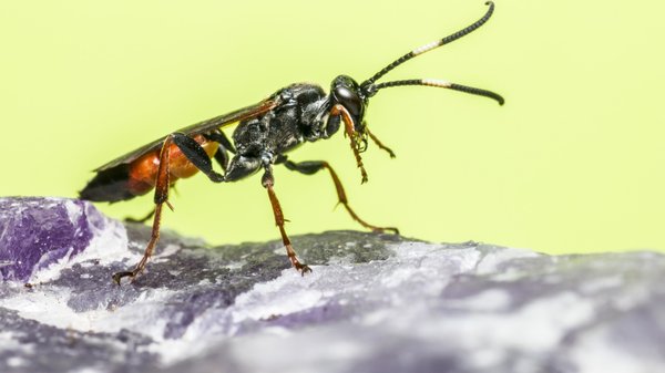 Les guêpes parasitoïdes et leur venin : une arme redoutable pour contrôler leurs proies